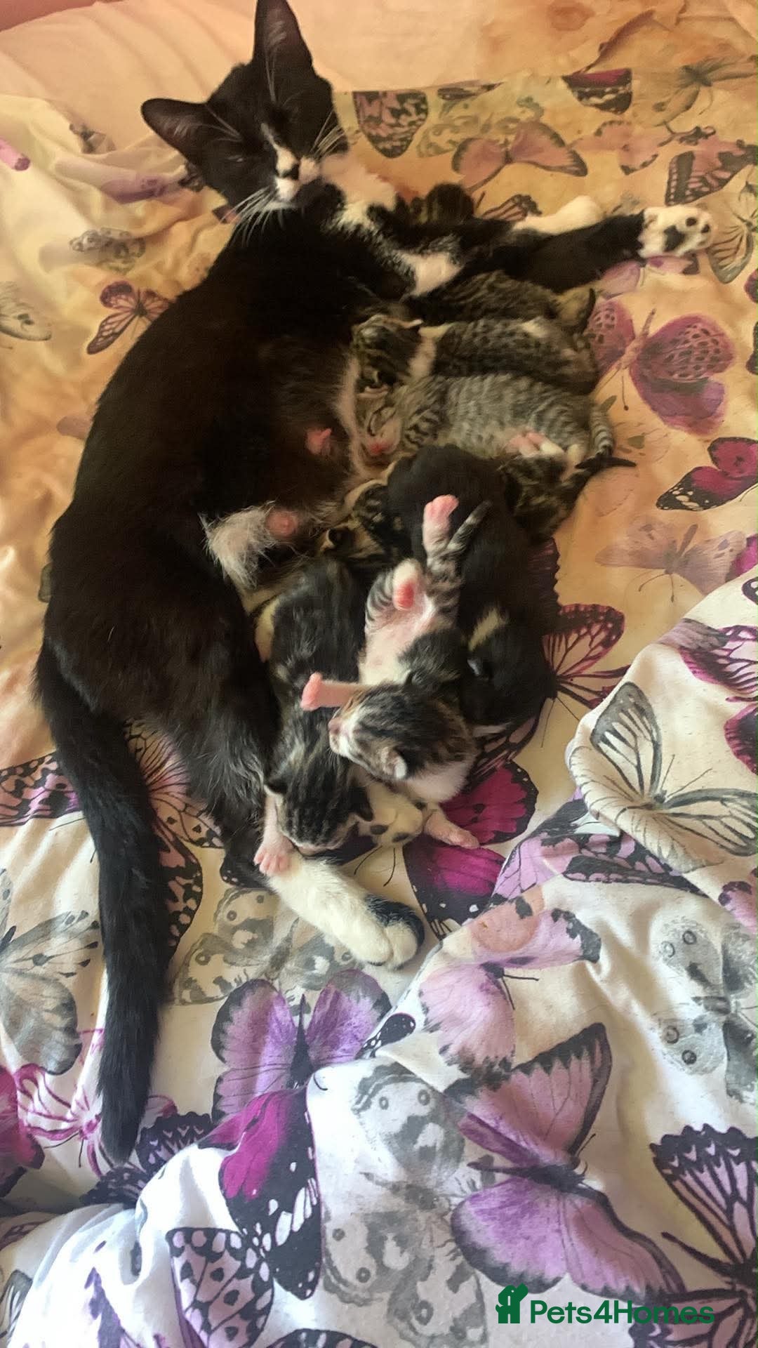 Mixed Breed cats Kittens  - Advert 1