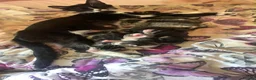 Mixed Breed cats for sale: Kittens  - Advert 1