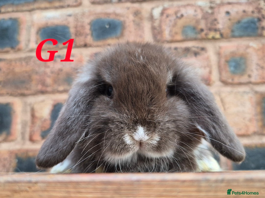 Mini Lop rabbits for sale: Friendly mini lop babies ready now - Advert 5