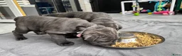 Neapolitan Mastiff dogs for sale: 2 puppies Neapolitan mastiff  - Advert 8