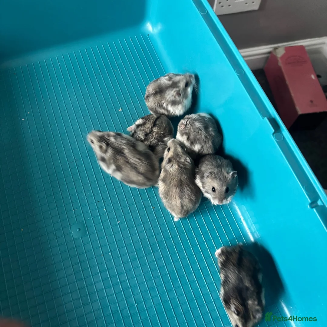 Hamster rodents for sale: Male and female dwarf Syrian hamsters  in Cardiff - Advert 6