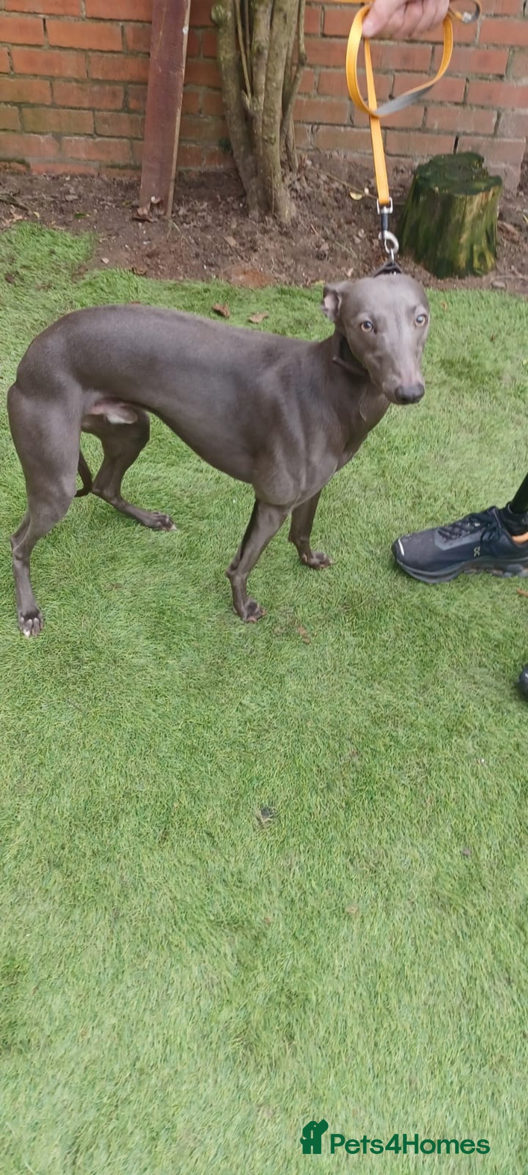 Whippet dogs for sale: Blue 6 - Advert 3