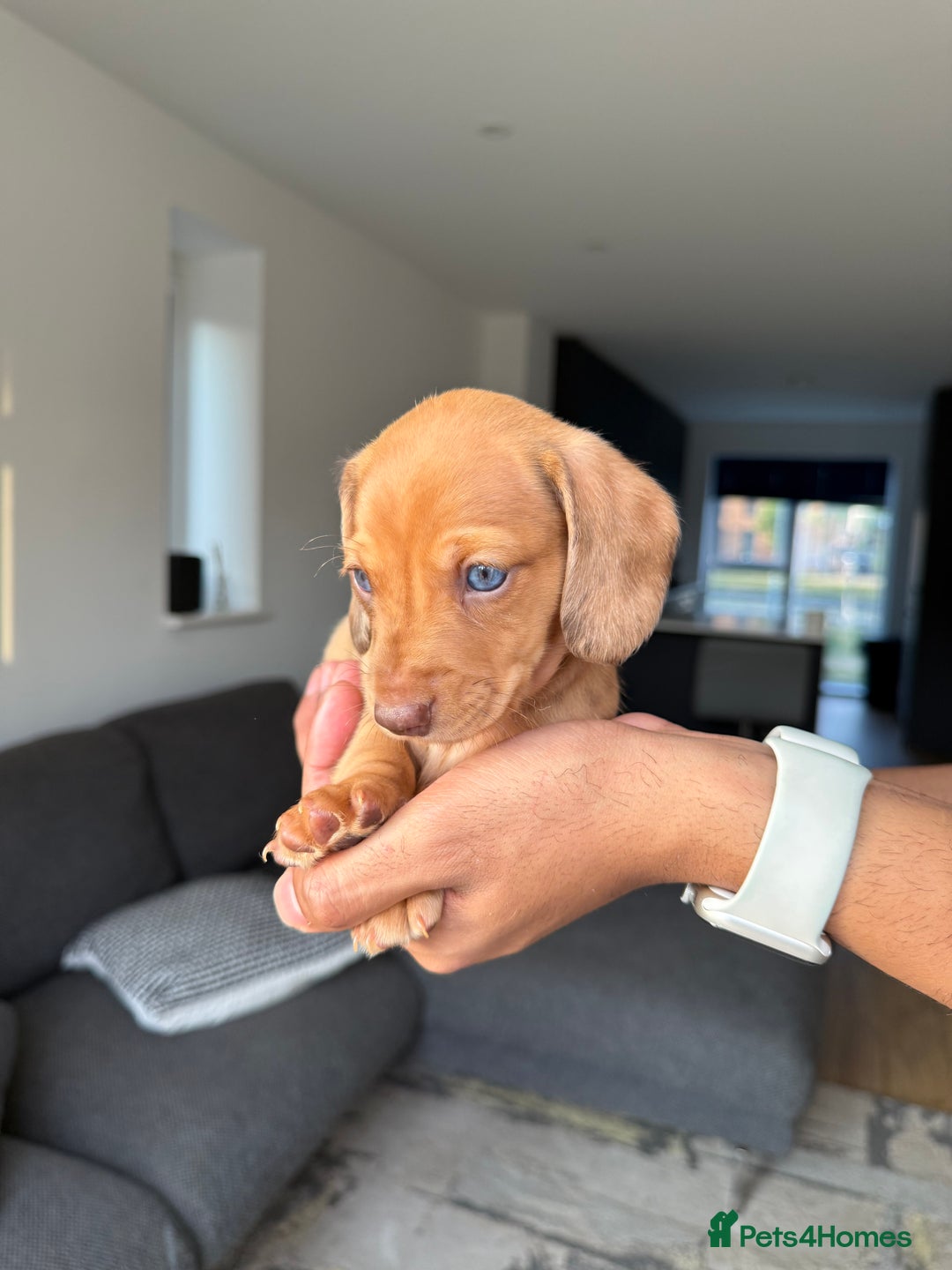 Dachshund dogs for sale: Miniature Dachshund Litter - Image 8