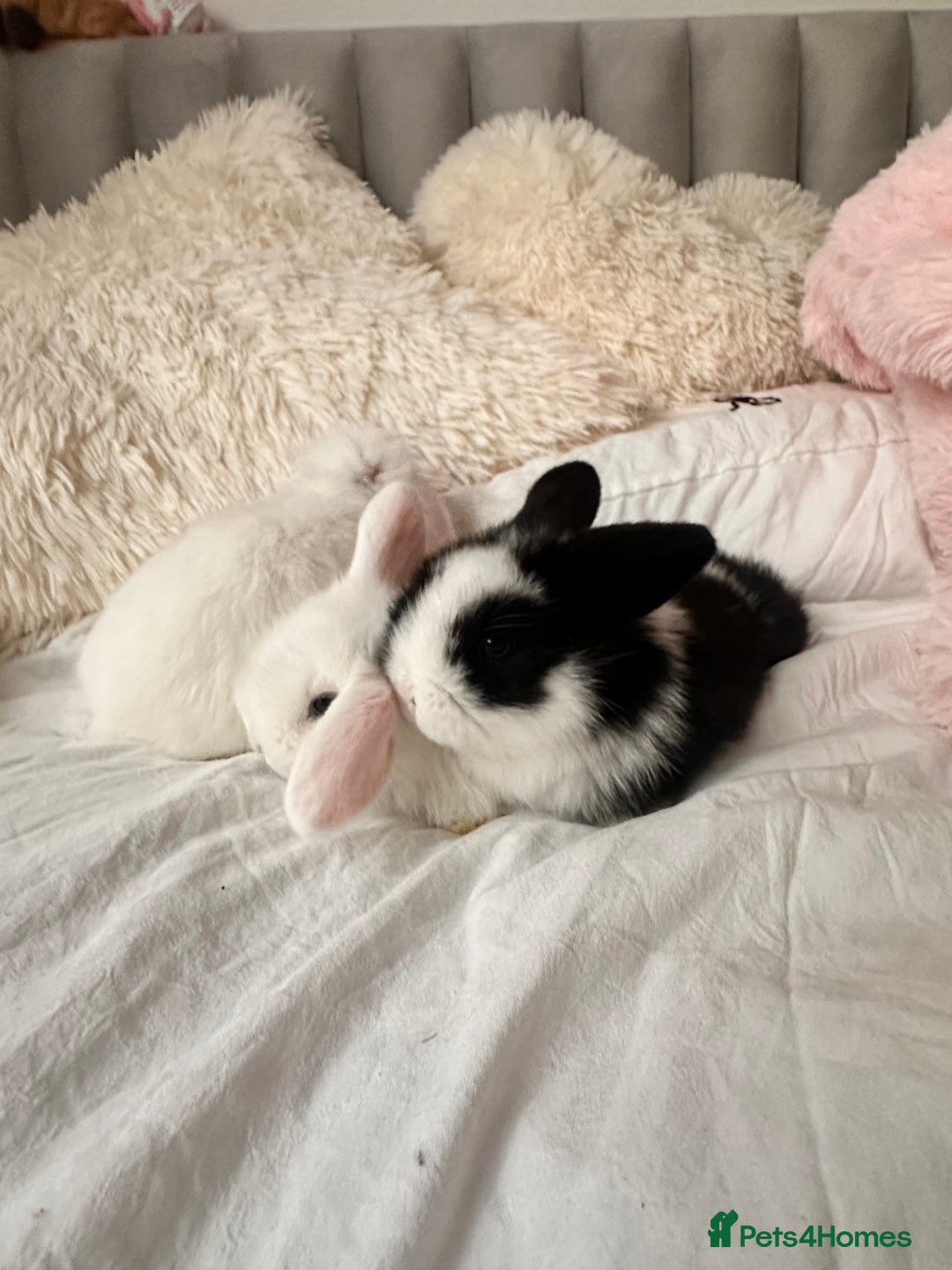 Mini Lop rabbits for sale: Mini lop bunnies for sale! - Advert 9