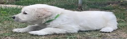 Golden Retriever dogs for sale: Gorgeous Chunky Golden Retriever Puppies - Advert 38