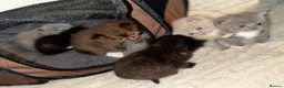 Ragdoll cats for sale: I have a beautiful litter of 5 kittens  - Advert 3