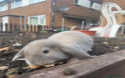 French Lop rabbits for sale: Litter of Giant French Lop Bunnies 🩵🩷 - Advert 7