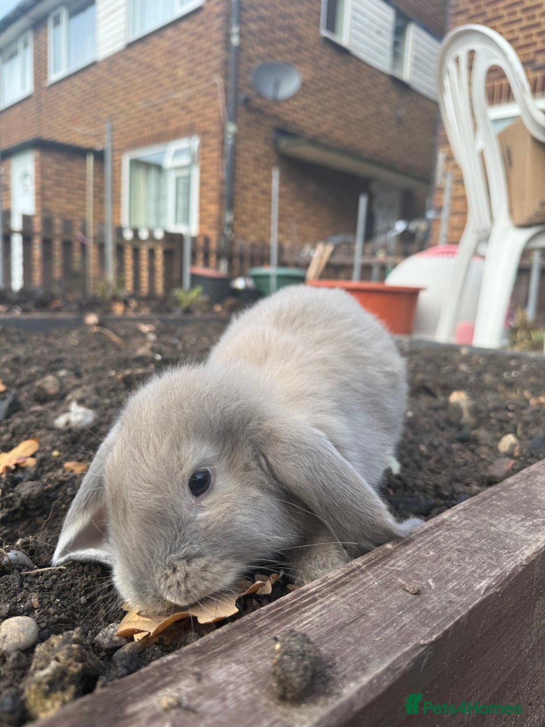 French Lop rabbits for sale: Litter of Giant French Lop Bunnies 🩵🩷 - Advert 7