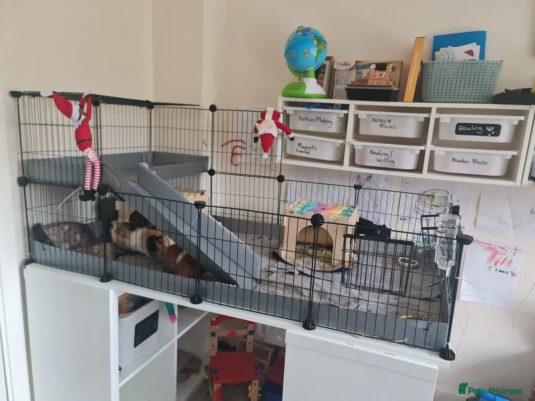 Guinea Pig rodents for sale: FREE - TO LOVING HOME - Advert 4