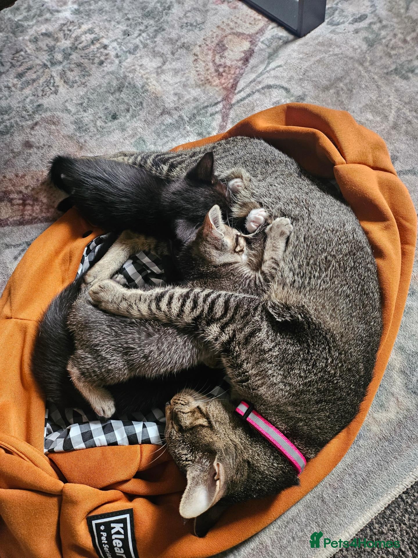 Mixed Breed cats 3 adorable kittens for sale  - Advert 1
