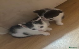 Mixed Breed cats for sale: Gorgeous Dalmatian kittens  - Image 3