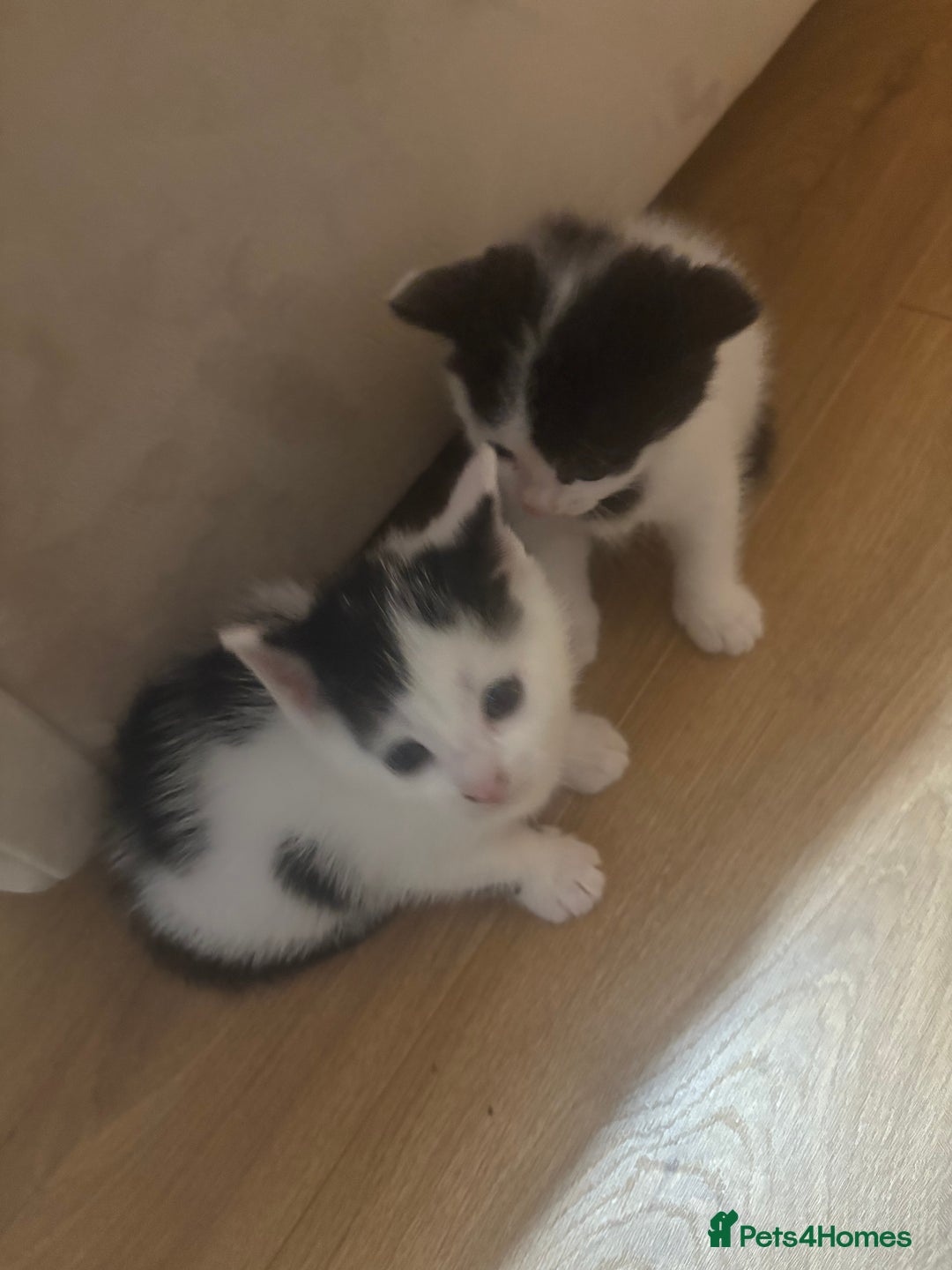 Mixed Breed cats for sale: Gorgeous Dalmatian kittens  - Image 3