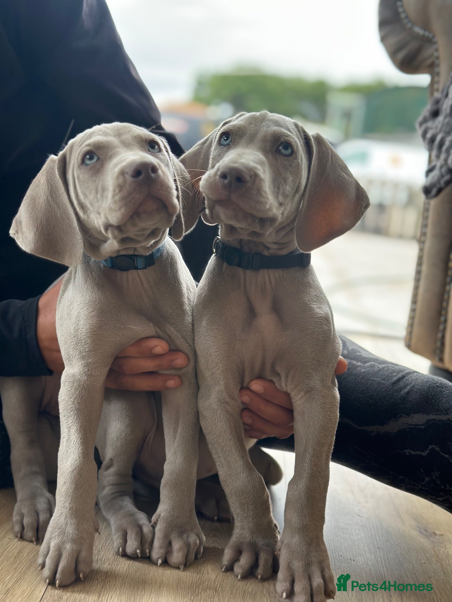 Weimaraner dogs 🐾Ready Now KC REG SILVER WEIMARANER PUPPIES 🐾 - Advert 3