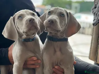 Weimaraner dogs 🐾Ready Now KC REG SILVER WEIMARANER PUPPIES 🐾 - Advert 3