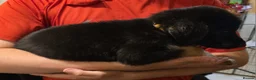 German Shepherd dogs for sale: German Shepard x Labrador pups for sale - Advert 9