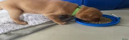 Labrador Retriever dogs for sale: 🦊❤️ GORGEOUS FOX RED LAB PUPPIES 6 GIRLS & 1 BOY! - Advert 21