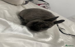 Netherland Dwarf rabbits for sale: Charlie Netherlands dwarf bunny  - Image 2