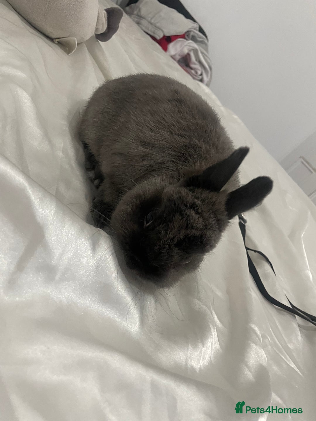Netherland Dwarf rabbits for sale: Charlie Netherlands dwarf bunny  - Image 2