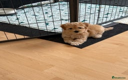 Maltipoo dogs for sale: So adorable and Tiny F1 Korean Maltipoo - Image 4
