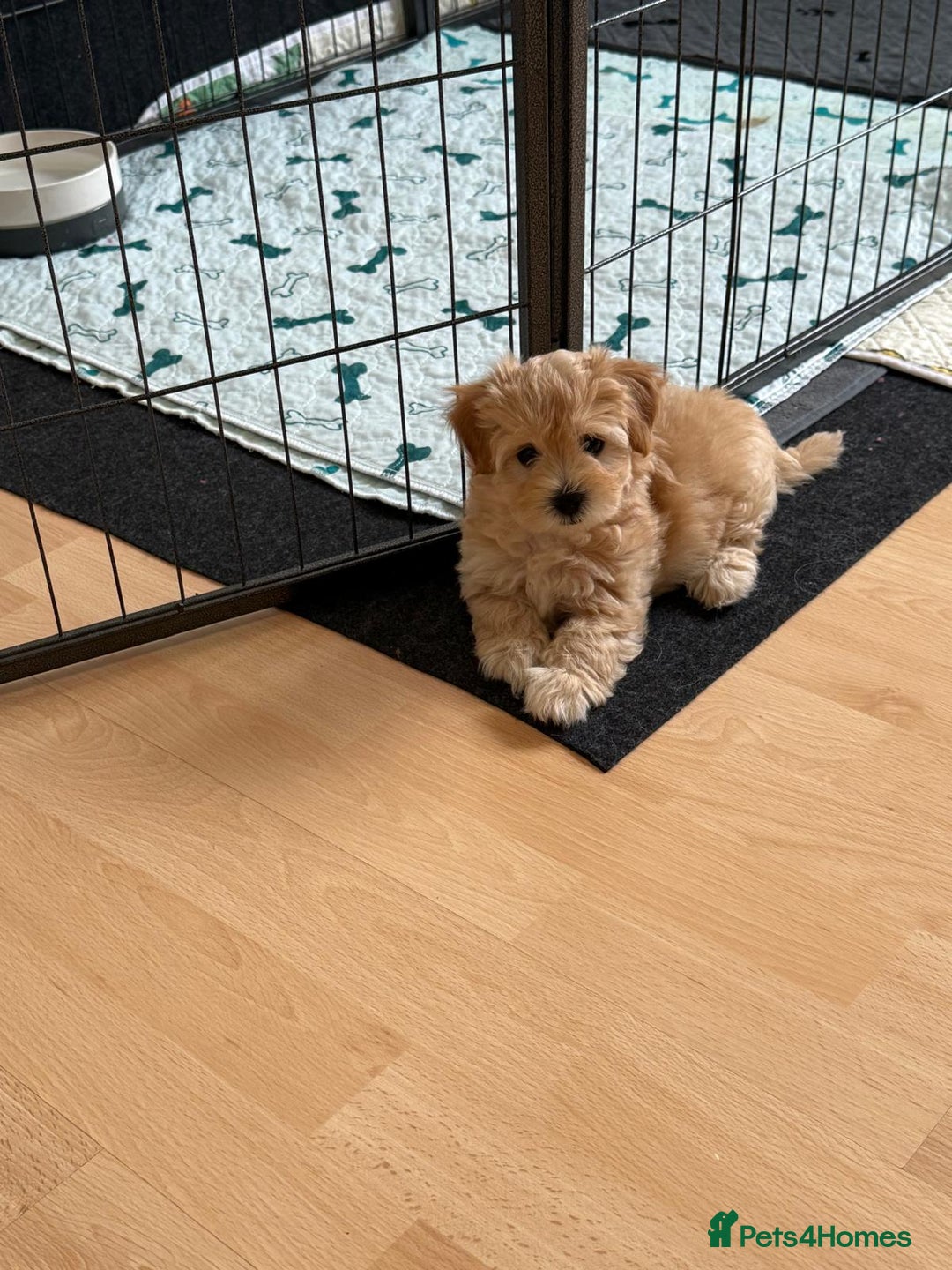 Maltipoo dogs for sale: So adorable and Tiny F1 Korean Maltipoo - Image 4
