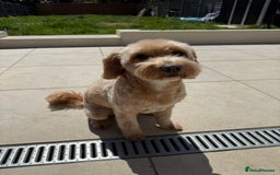 Cockapoo dogs for stud: Handsome F1 Golden Cockapoo Stud - Image 2