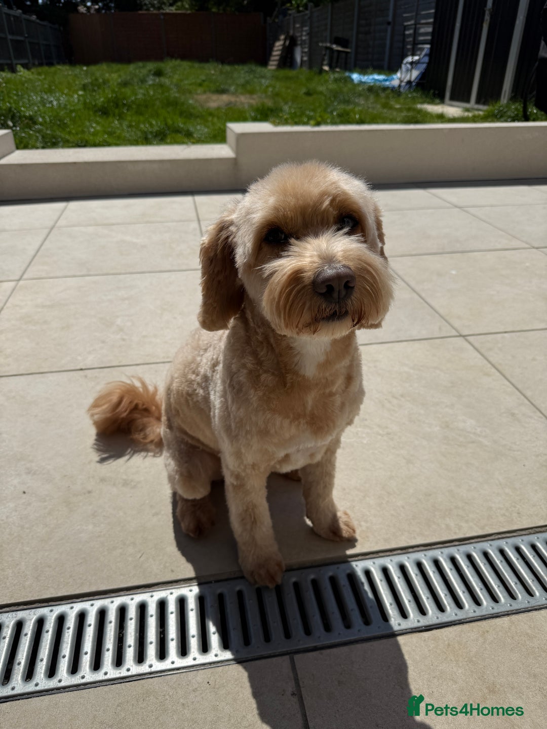Cockapoo dogs for stud: Handsome F1 Golden Cockapoo Stud - Image 2