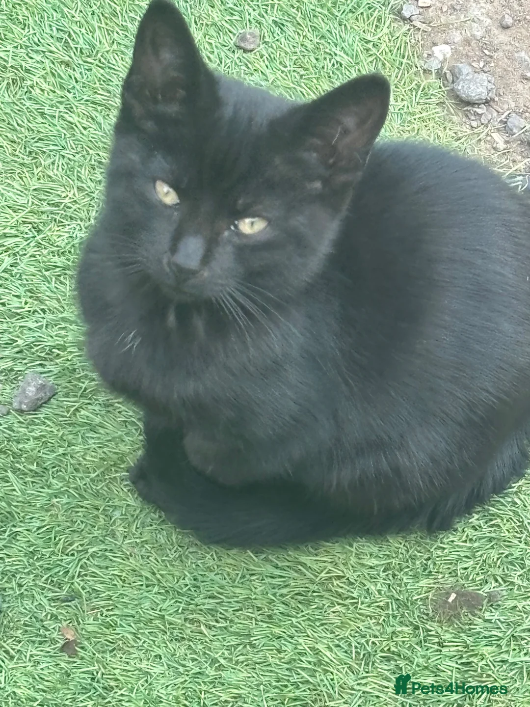 Mixed Breed cats for sale: 2 female kittens  - Advert 1