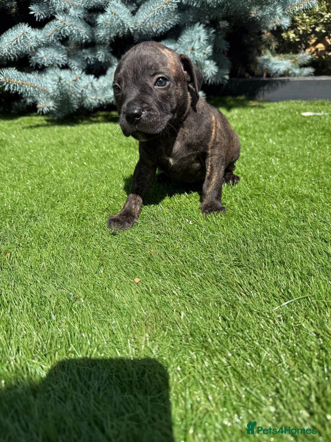 Staffordshire Bull Terrier dogs for sale: Staffordshire bull terrier puppies - Image 3