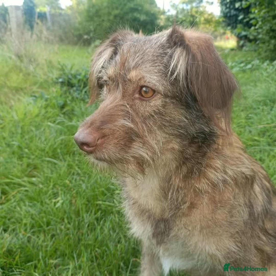 Mixed Breed dogs for adoption: Beautiful Boo - Image 6