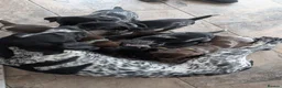 German Shorthaired Pointer dogs for sale: German Shorthaired Pointer puppies in Castle Douglas - Advert 4