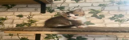 Munchkin cats for sale: ✨ Adorable TICA Registered Munchkin Kittens ✨ - Advert 24