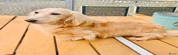 Miniature Dachshund dogs for stud: Cream Miniature Stud  - Advert 2