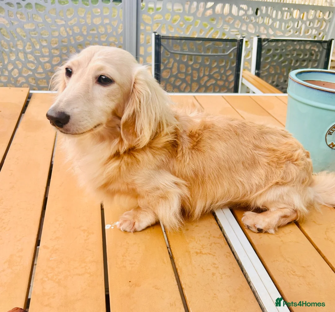 Miniature Dachshund dogs for stud: Cream Miniature Stud  - Advert 2