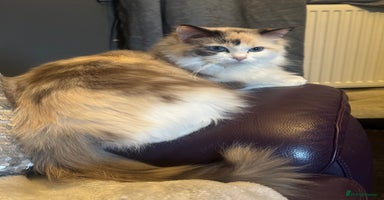 Ragdoll cats - Advert 4