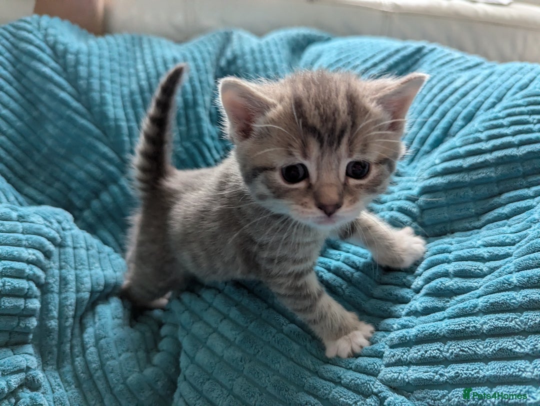 Mixed Breed cats for sale: 5 beautiful and playful kittens - Advert 14
