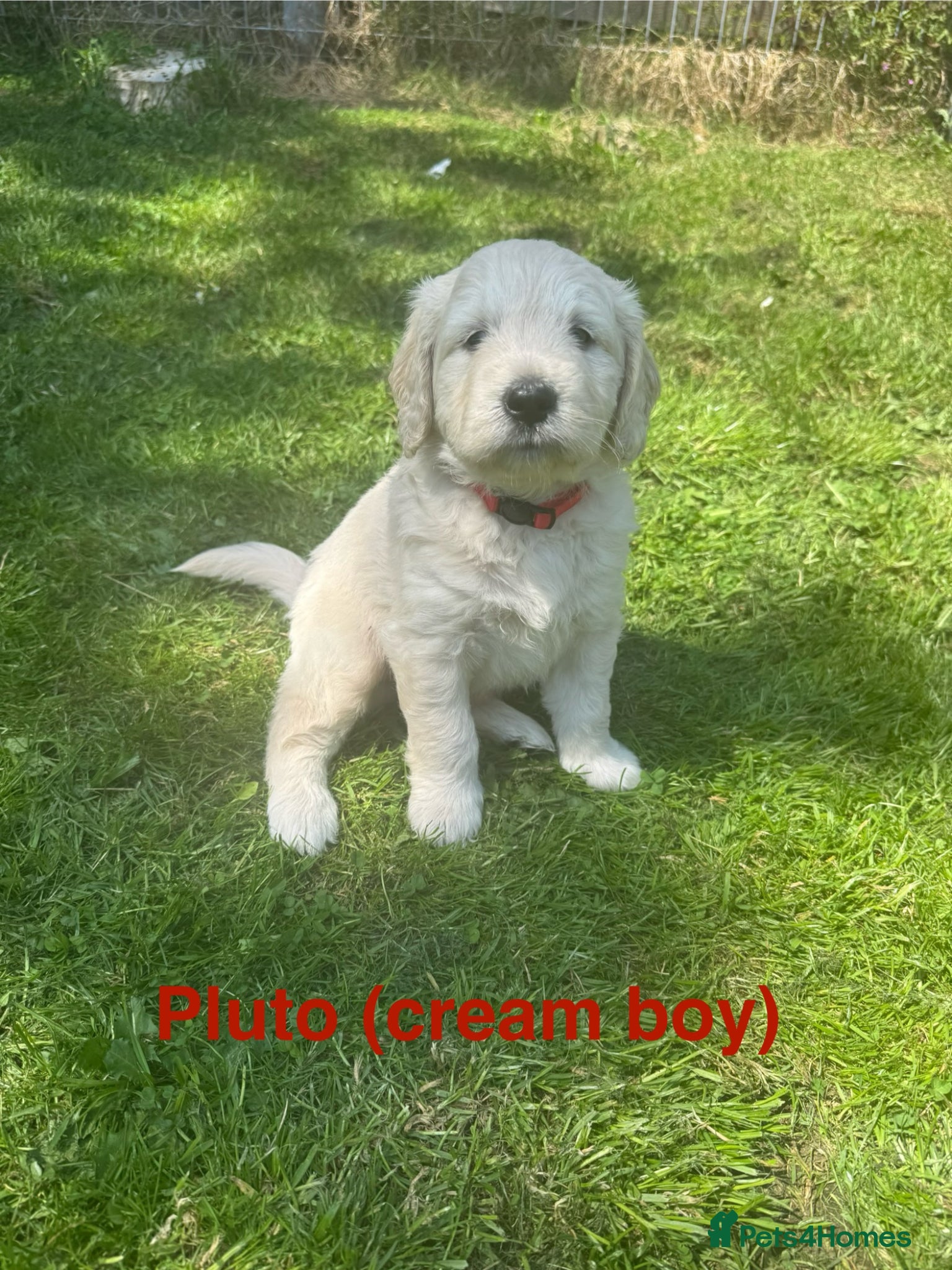 Mini Goldendoodle dogs F1 Mini Goldendoodles (carry the phantom gene)  - Advert 1