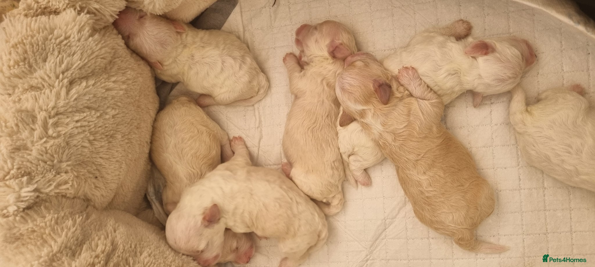 Bichon Frise dogs Bichon maltez for sale. - Advert 1