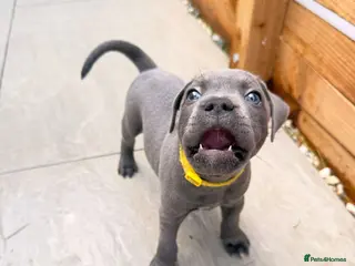 Staffordshire Bull Terrier dogs Kc health clear - Advert 18