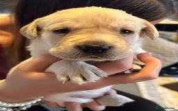 Labrador Retriever dogs for sale: 🐾 adorable Labrador Puppies- Taking Deposits Now - Image 2
