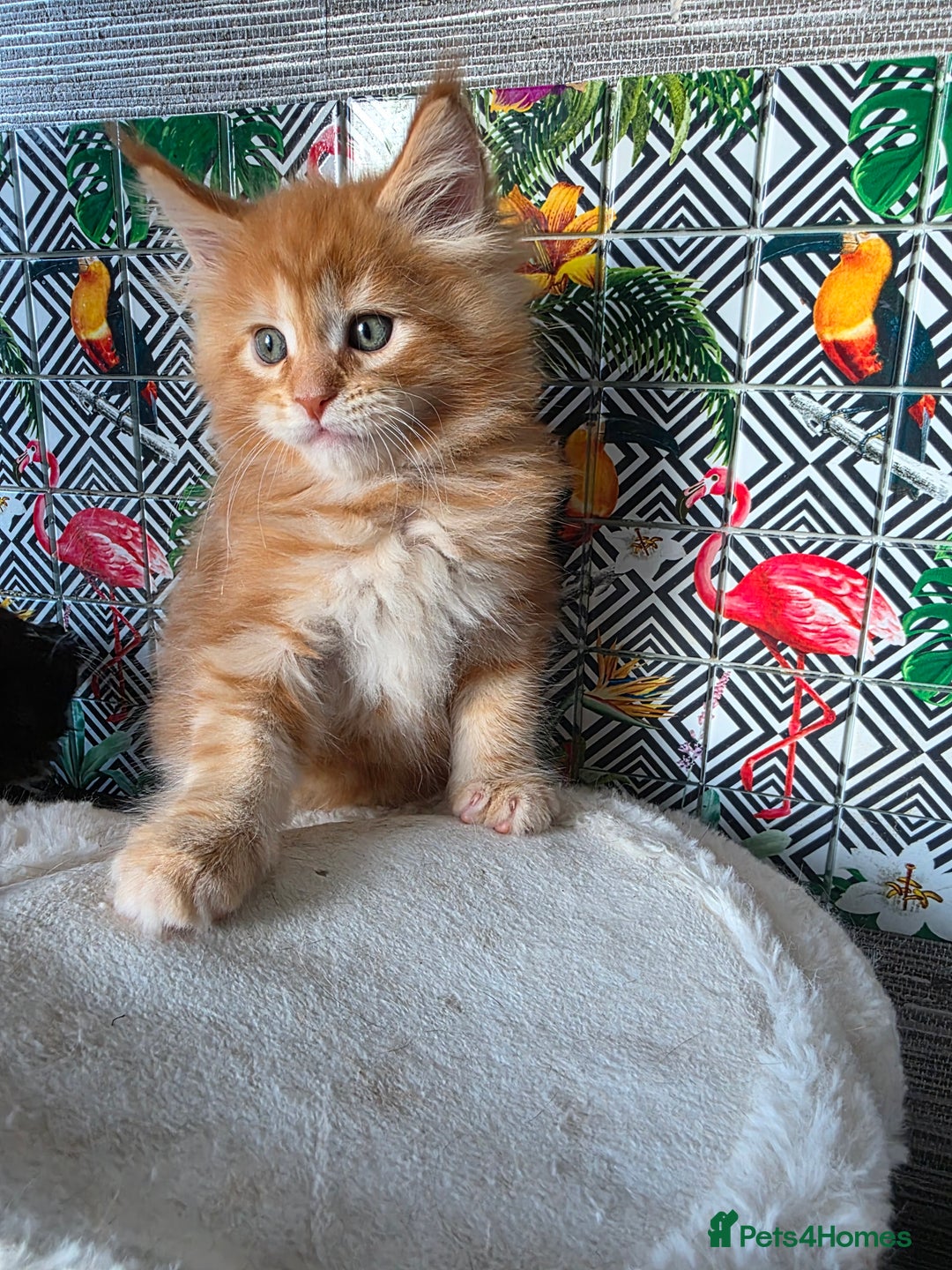 Maine Coon cats for sale: Beautiful  Meincoon  kitten - Advert 10