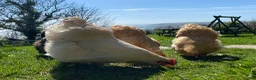Chickens poultry for sale: Orpington Chickens For Sale in Looe - Advert 2