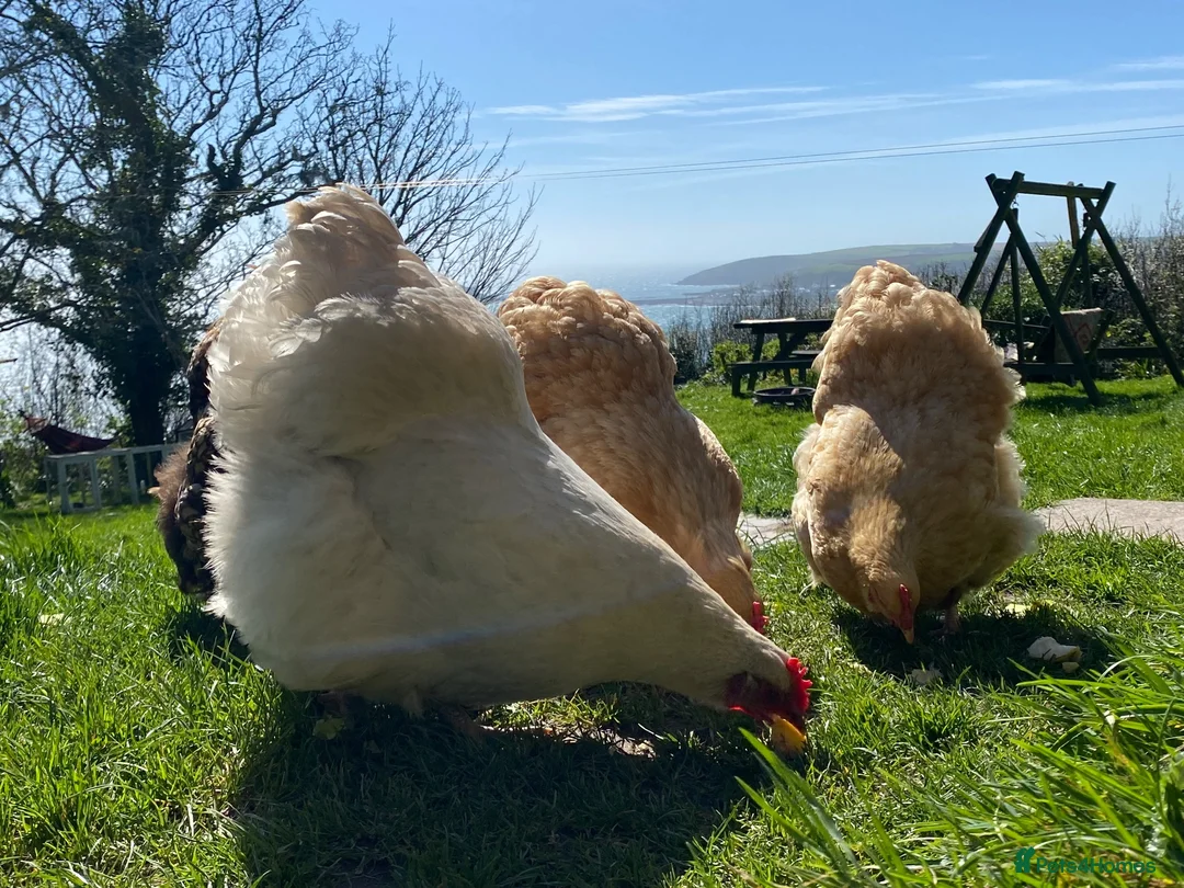 Chickens poultry for sale: Orpington Chickens For Sale in Looe - Advert 2