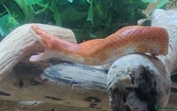 Corn Snake reptiles for sale: Corn snake - Image 2