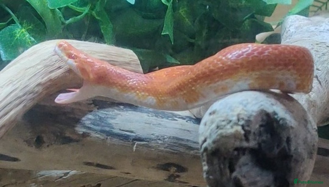 Corn Snake reptiles for sale: Corn snake - Image 2