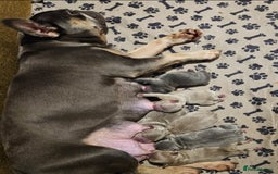 French Bulldog dogs for sale: French bulldog pups *Ready now*  - Image 7