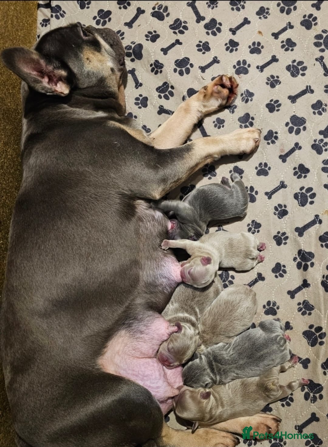 French Bulldog dogs for sale: French bulldog pups *Ready now*  - Image 7
