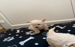 West Highland Terrier dogs for sale: DNA health tested Westie-poos  - Image 4