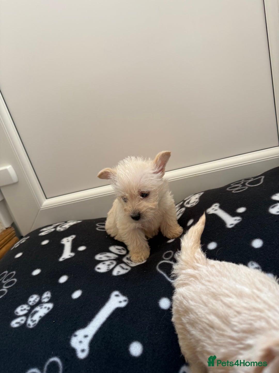 West Highland Terrier dogs for sale: DNA health tested Westie-poos  - Image 4