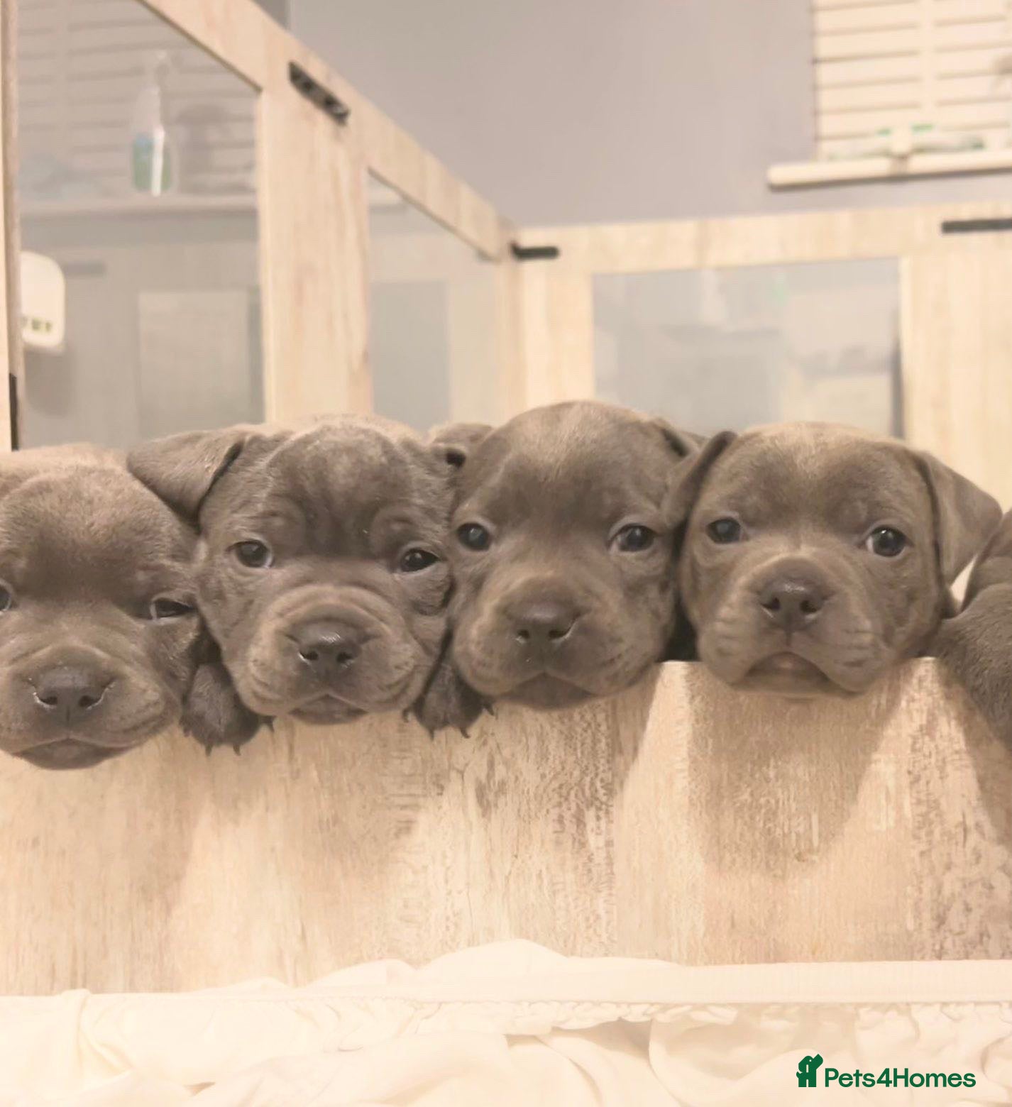 Staffordshire Bull Terrier dogs Blue KC registered Staffordshire bull terrier  - Advert 4