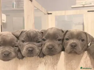 Staffordshire Bull Terrier dogs Blue KC registered Staffordshire bull terrier - Advert 5